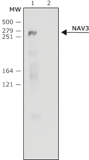 Merck Anti-NAV3 (C-terminal) antibody produced in rabbit