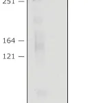 Merck Anti-NAV3 (C-terminal) antibody produced in rabbit
