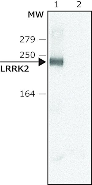 Merck Anti-LRRK2 (C-terminal region) antibody produced in rabbit