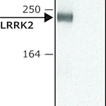 Merck Anti-LRRK2 (C-terminal region) antibody produced in rabbit