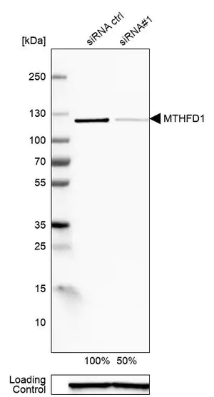 Merck Anti-MTHFD1 antibody produced in rabbit