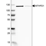 Merck Anti-MTHFD1 antibody produced in rabbit