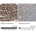 Merck Anti-NDUFB5 antibody produced in rabbit