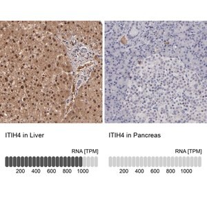 Merck Anti-ITIH4 antibody produced in rabbit