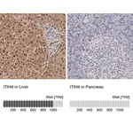 Merck Anti-ITIH4 antibody produced in rabbit