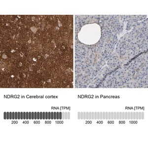 Merck Anti-NDRG2 antibody produced in rabbit