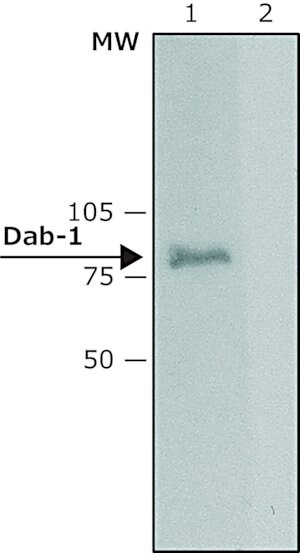 Merck Anti-Dab-1 (C-terminal) from rabbit