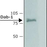 Merck Anti-Dab-1 (C-terminal) from rabbit