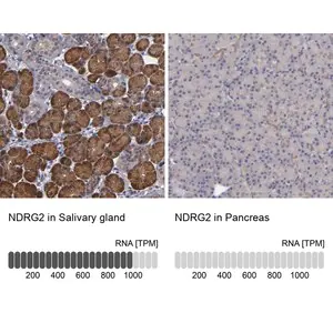 Merck Anti-NDRG2 antibody produced in rabbit