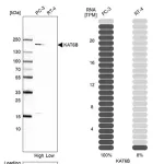 Merck Anti-KAT6B antibody produced in rabbit