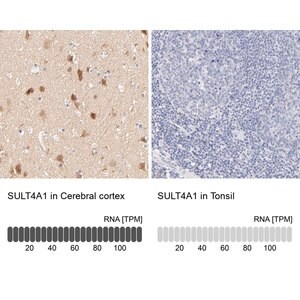 Merck Anti-SULT4A1 antibody produced in rabbit