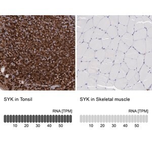 Merck Anti-SYK antibody produced in rabbit