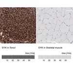 Merck Anti-SYK antibody produced in rabbit