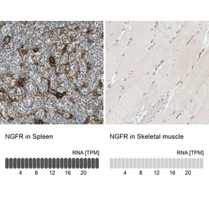 Merck Anti-NGFR antibody produced in rabbit