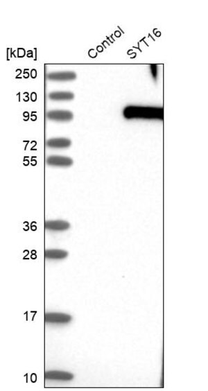 Merck Anti-SYT16 antibody produced in rabbit
