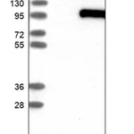 Merck Anti-SYT16 antibody produced in rabbit