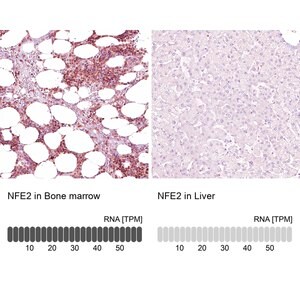Merck Anti-NFE2 antibody produced in rabbit