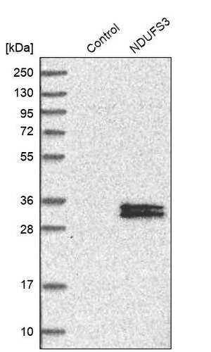 Merck Anti-NDUFS3 antibody produced in rabbit