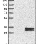 Merck Anti-NDUFS3 antibody produced in rabbit
