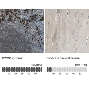 Merck Anti-SYVN1 antibody produced in rabbit