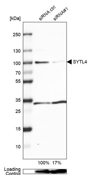 Merck Anti-SYTL4 antibody produced in rabbit