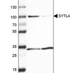 Merck Anti-SYTL4 antibody produced in rabbit