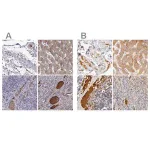 Merck Anti-TF antibody produced in rabbit