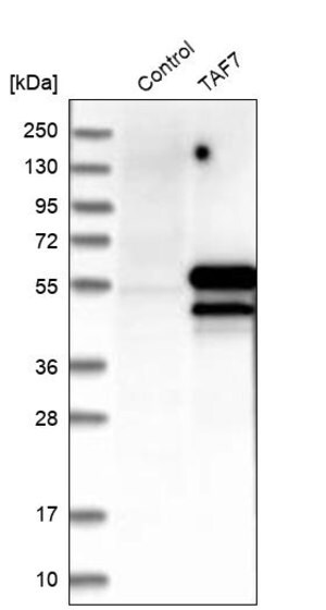 Merck Anti-TAF7 antibody produced in rabbit