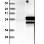 Merck Anti-TAF7 antibody produced in rabbit