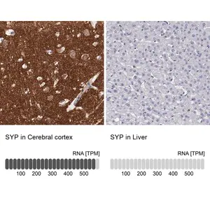 Merck Anti-SYP antibody produced in rabbit