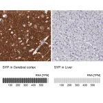 Merck Anti-SYP antibody produced in rabbit