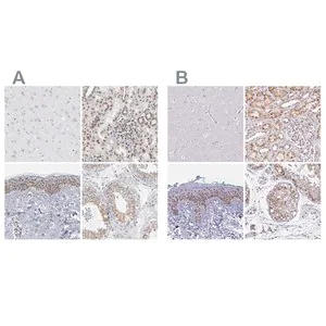 Merck Anti-SYNE2 antibody produced in rabbit