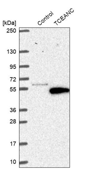 Merck Anti-TCEANC antibody produced in rabbit