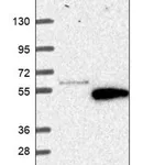 Merck Anti-TCEANC antibody produced in rabbit