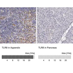 Merck Anti-TLR8 antibody produced in rabbit