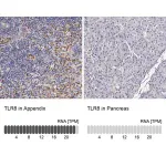 Merck Anti-TLR8 antibody produced in rabbit