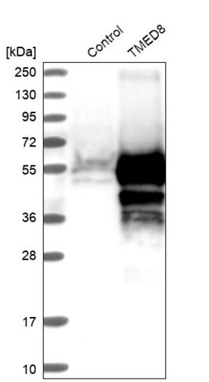 Merck Anti-TMED8 antibody produced in rabbit