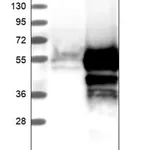 Merck Anti-TMED8 antibody produced in rabbit