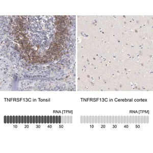 Merck Anti-TNFRSF13C antibody produced in rabbit