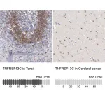 Merck Anti-TNFRSF13C antibody produced in rabbit