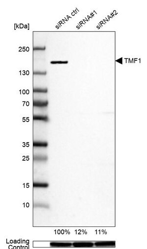 Merck Anti-TMF1 antibody produced in rabbit