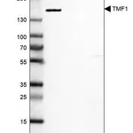 Merck Anti-TMF1 antibody produced in rabbit