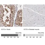 Merck Anti-CCT2 antibody produced in rabbit