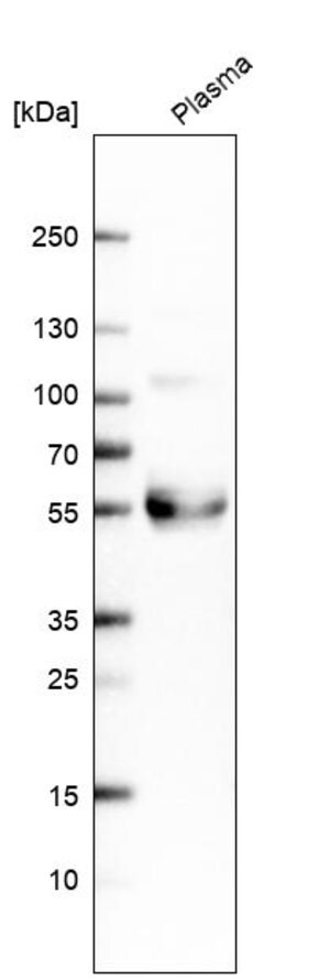 Merck Anti-TFPI antibody produced in rabbit