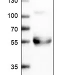 Merck Anti-TFPI antibody produced in rabbit