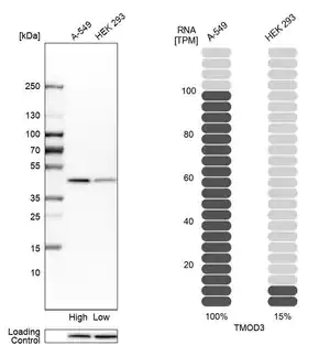 Merck Anti-TMOD3 antibody produced in rabbit