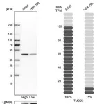 Merck Anti-TMOD3 antibody produced in rabbit