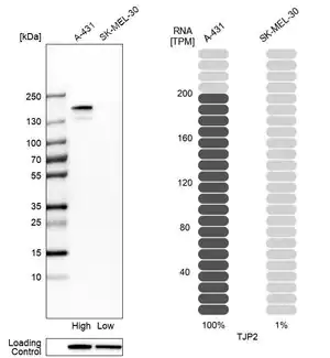 Merck Anti-TJP2 antibody produced in rabbit