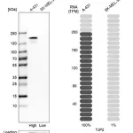 Merck Anti-TJP2 antibody produced in rabbit