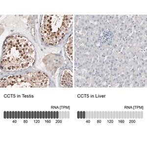 Merck Anti-CCT5 antibody produced in rabbit